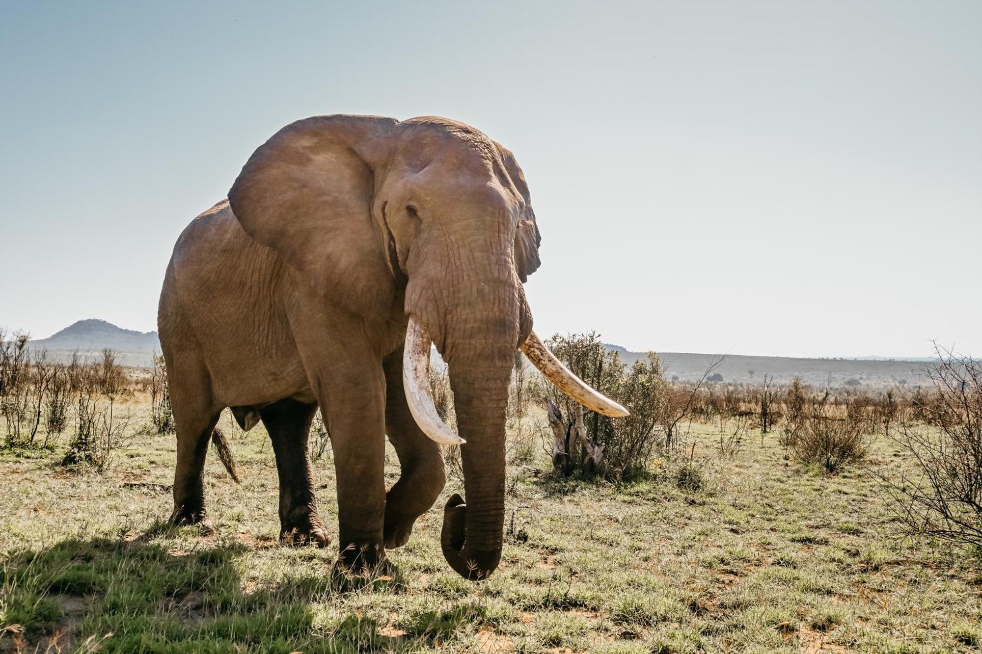 Mdluli Safari Lodge ヘイジービュー エクステリア 写真