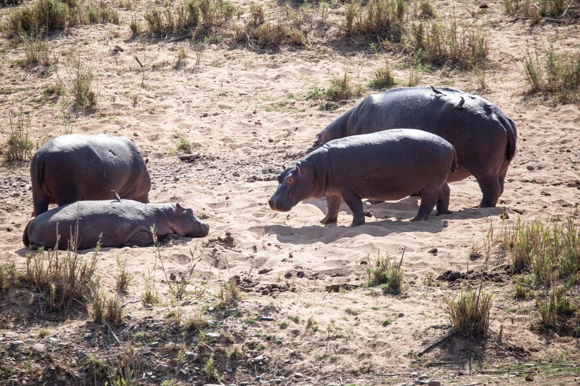 Mdluli Safari Lodge ヘイジービュー エクステリア 写真