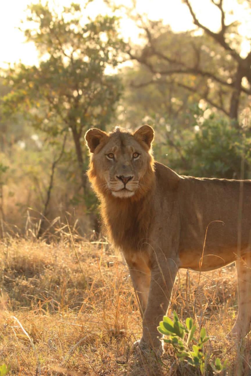 Mdluli Safari Lodge ヘイジービュー エクステリア 写真